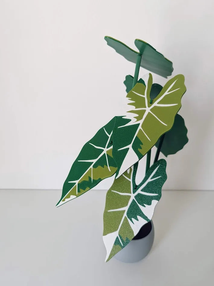 Alocasia_Frydek_Variegata_poharalatet_szett_4