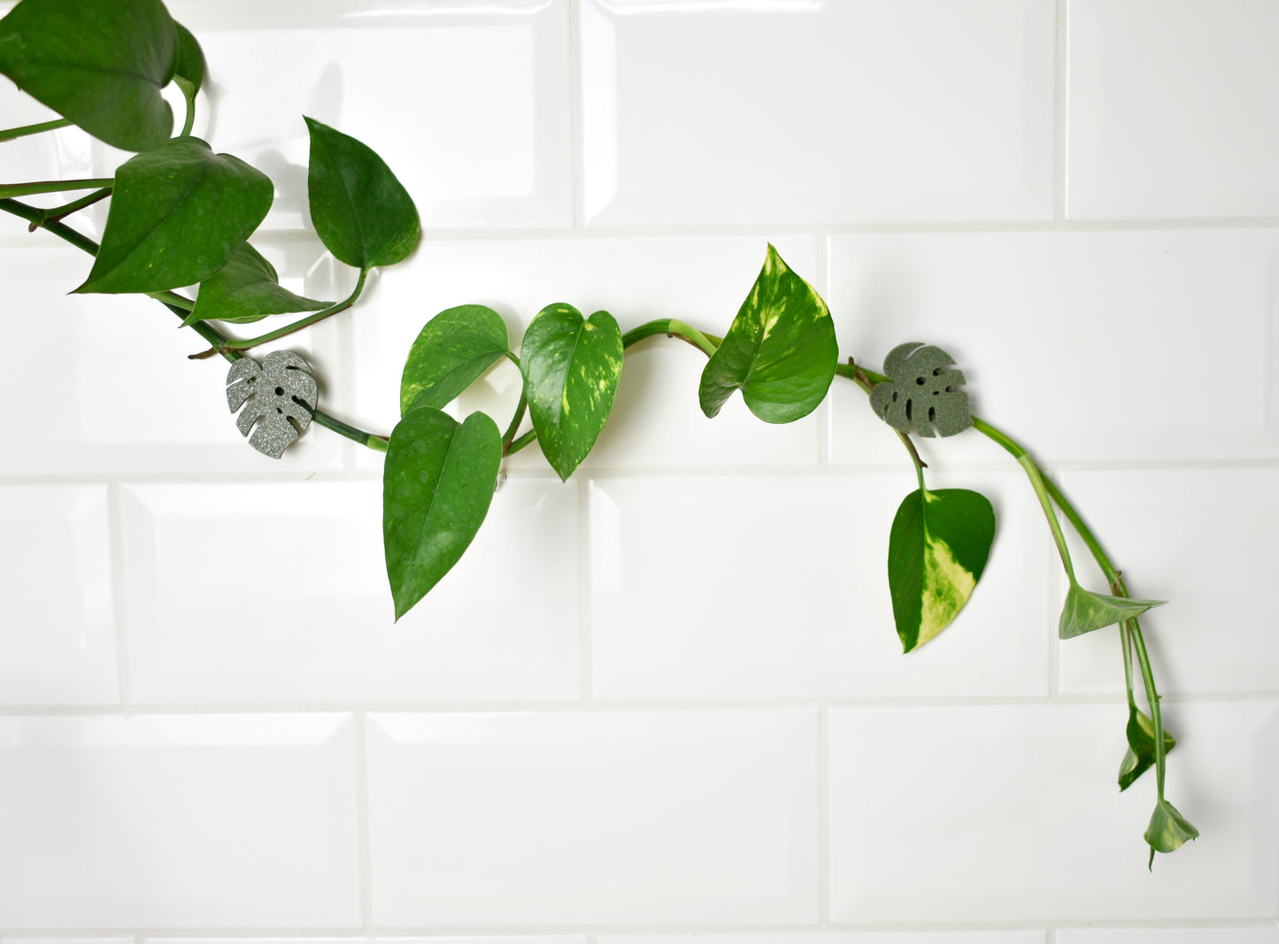 MonsteraLeafnovenyrogzito_olivazold_7