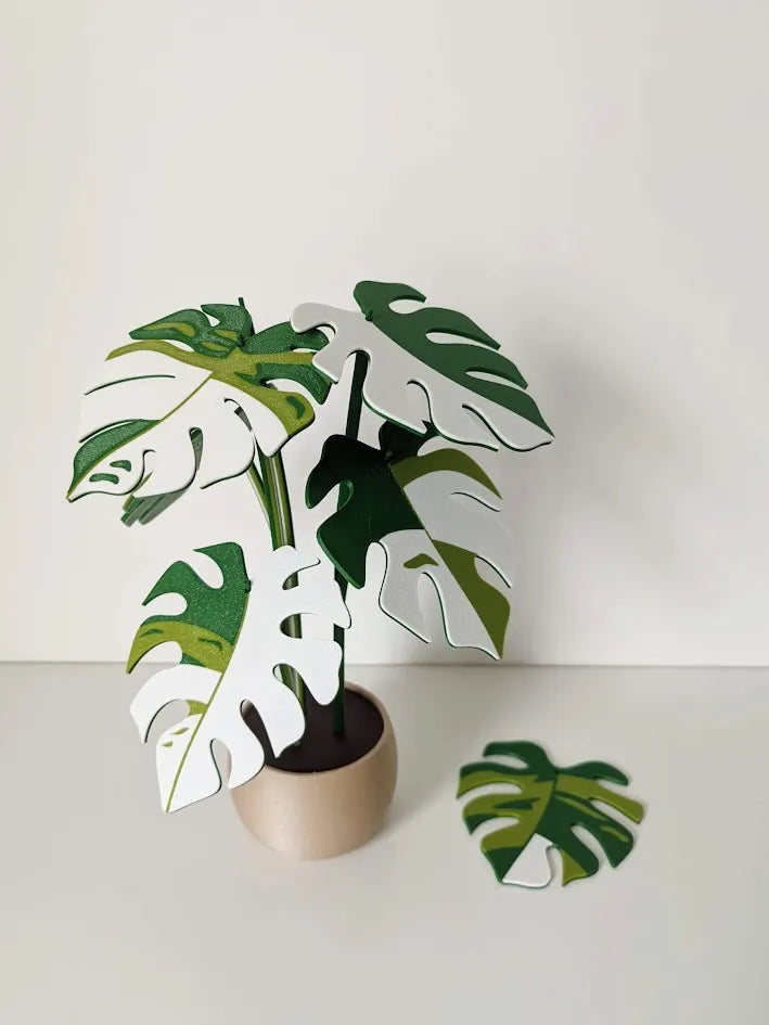 Monstera_Variegata_poharalatet_szett_2