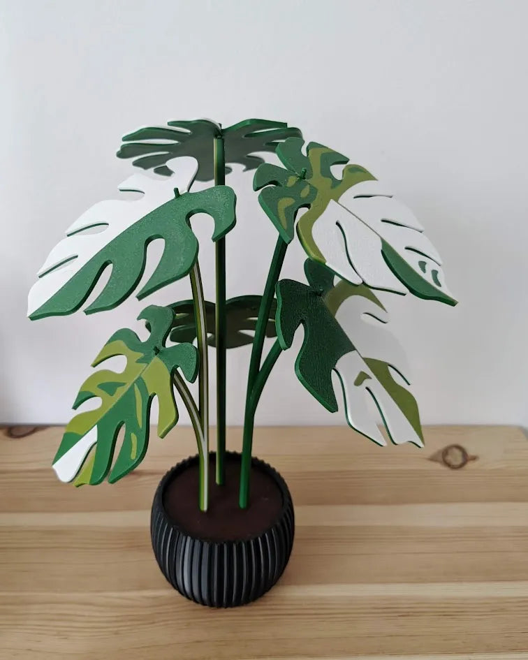 Monstera_Variegata_poharalatet_szett_4
