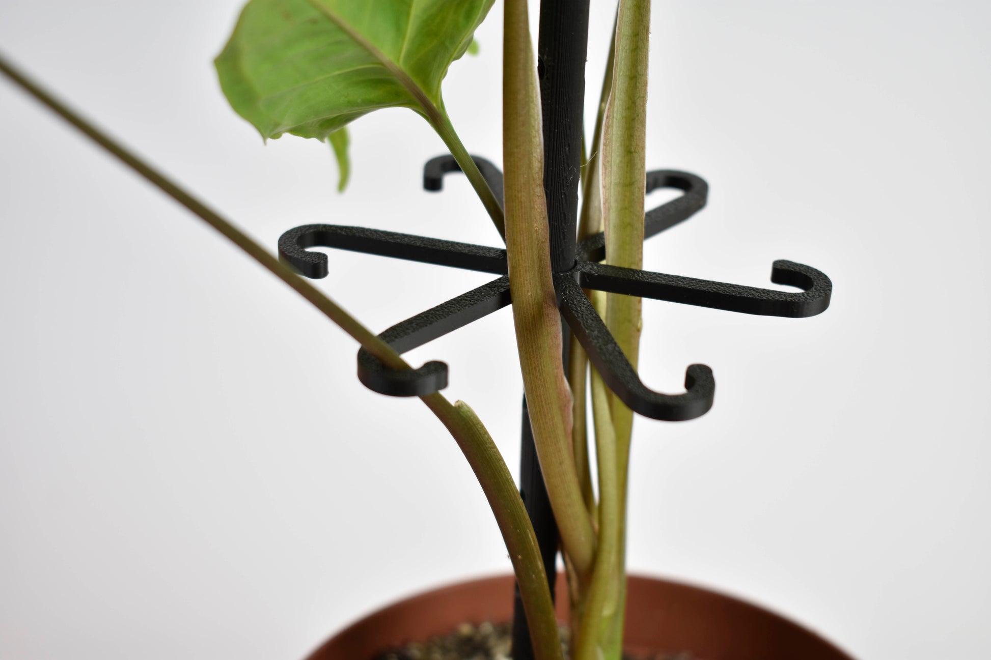 Polipnovenytamasz_fekete_1