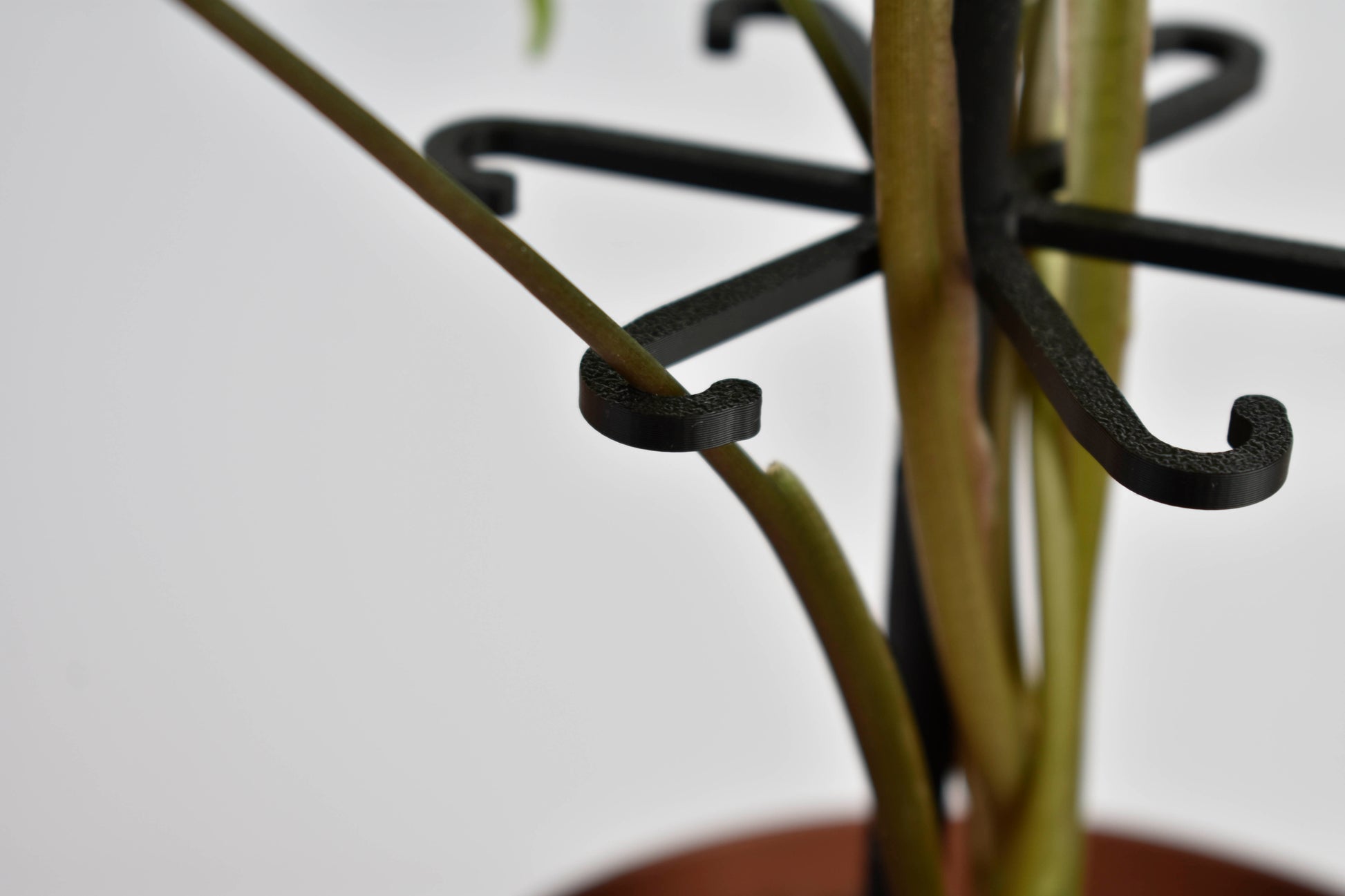 Polipnovenytamasz_fekete_2