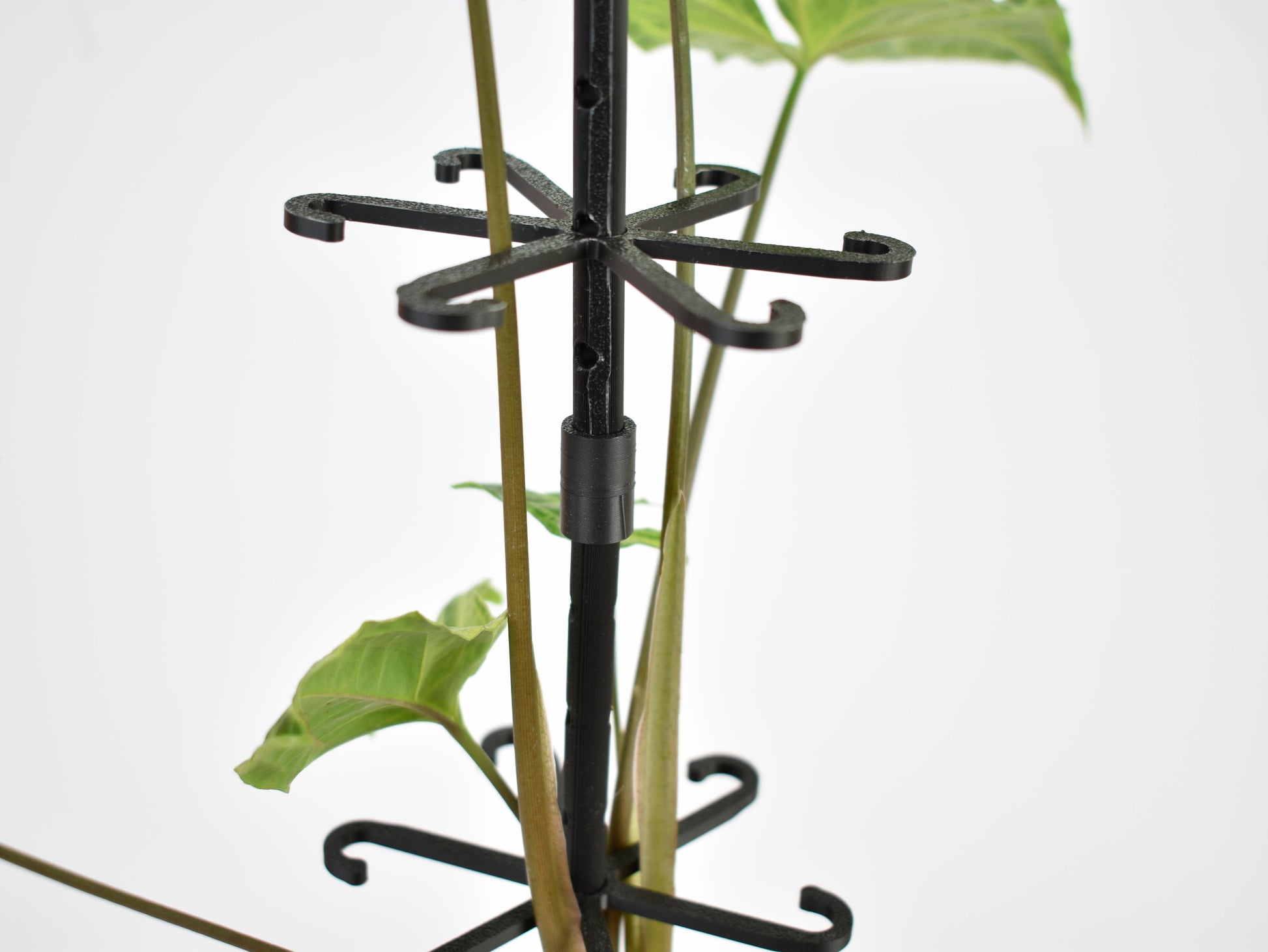 Polipnovenytamasz_fekete_3