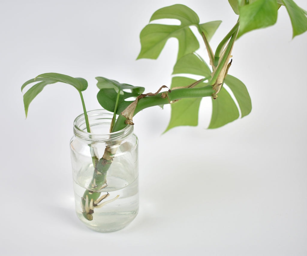 Hogyan gyökereztessünk szobanövényeket?