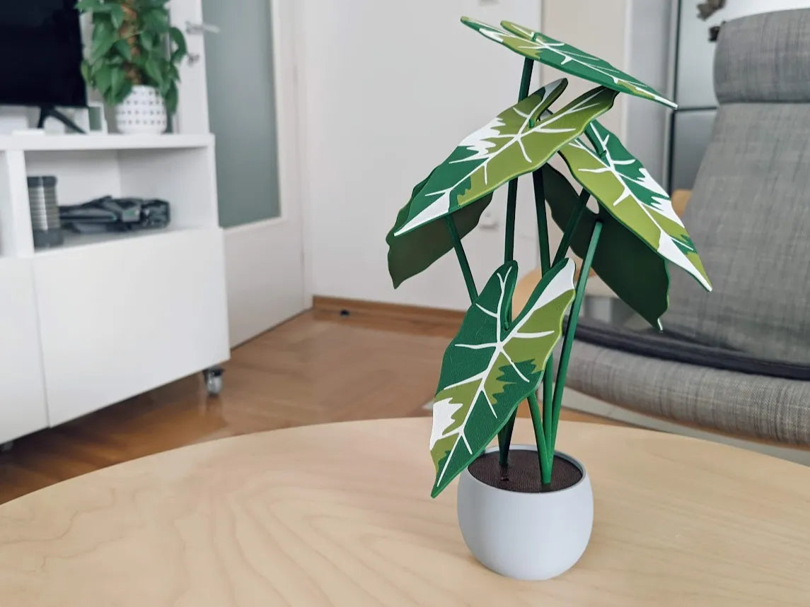 Alocasia_Frydek_Variegata_poharalatet_szett_1