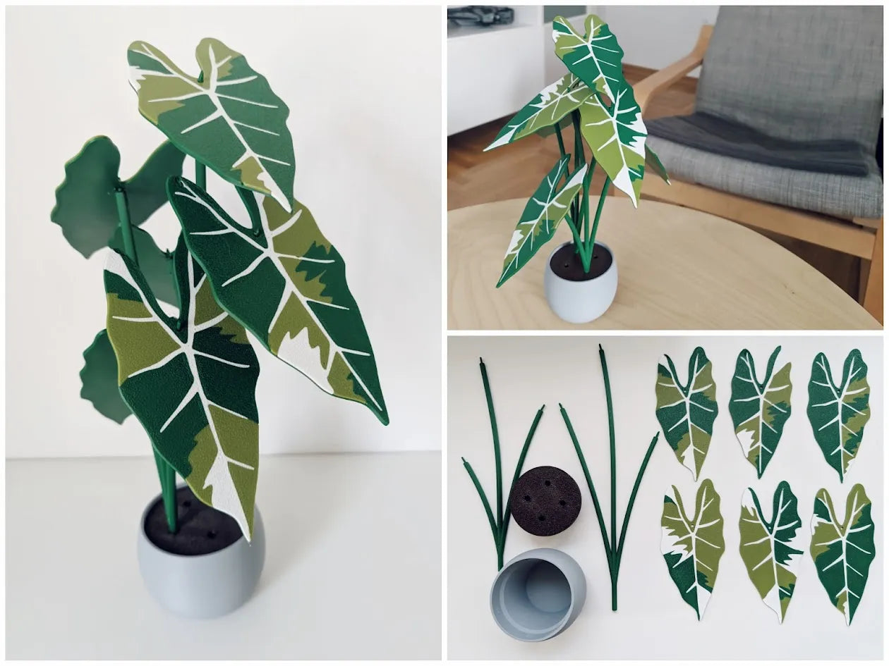 Alocasia_Frydek_Variegata_poharalatet_szett_2
