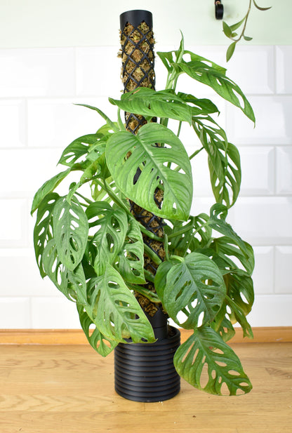 Coriander_mohakaro_rombusz_fekete_novenyes_1