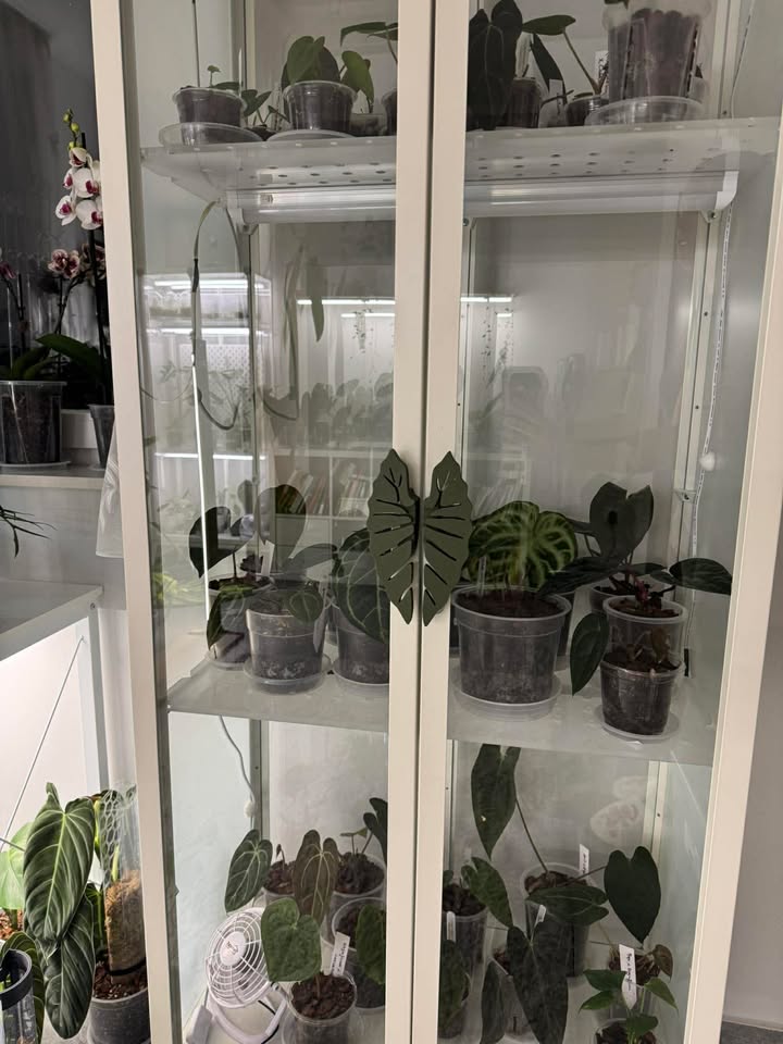 IKEA Milsbo szerkény Alocasia fogantyú