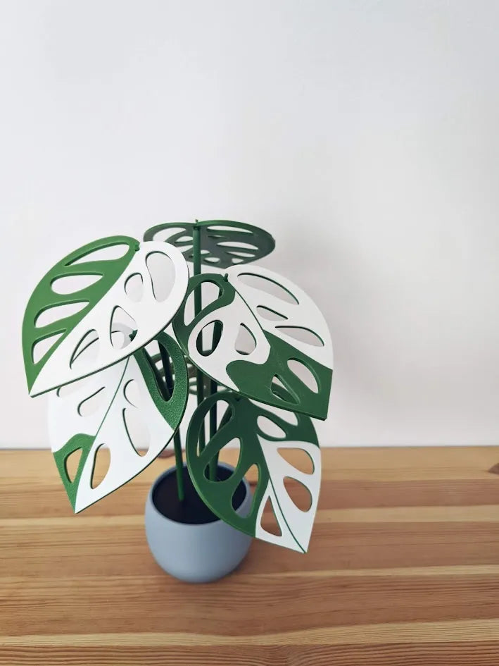 Monstera_Adansonii_Variagated_poharalatet_szett_2