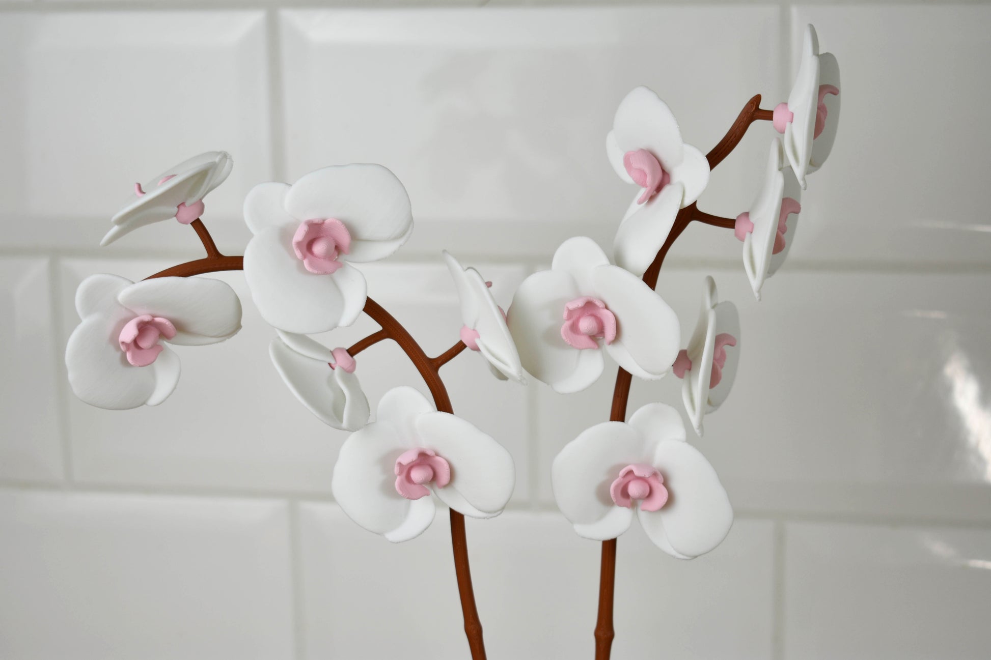 Orchidea_9